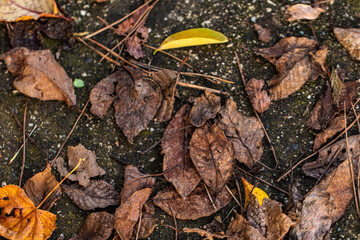 Detailed texture of dry leaves in natural settings, illustrating the beauty of decay in autumn