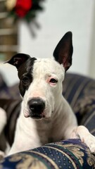 Perrita pitbull en sof&aacute; 