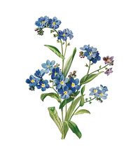 Beautifull blue Flowers And Green Leaf