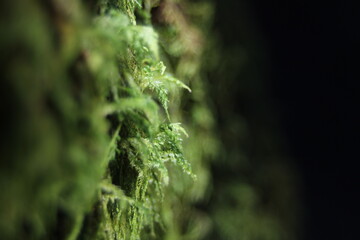 Moos im Wald 