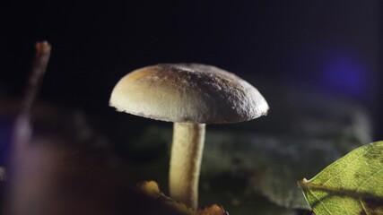 Pilz im Wald 