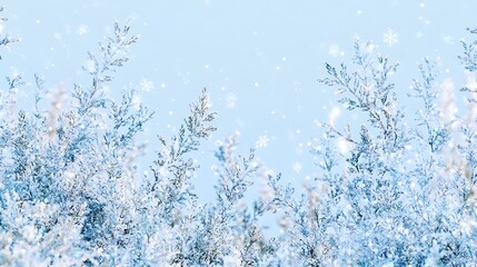 Winter Wonderland with Snowy Pine Branches and a Clear Blue Sky