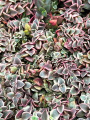 abstract pattern of colorful cactus leaves in focus during daytime