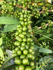 Arabica coffee tree that is in the growing period. Has fruit that is still green.