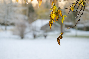 Background for Christmas card with autumn leaves on foreground and landscape with snow and greenhouse on background