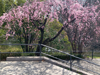  Japan public park and  pink sakura cherry blossom flowers