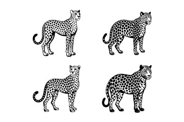 6 bundle vectore anilmale 2