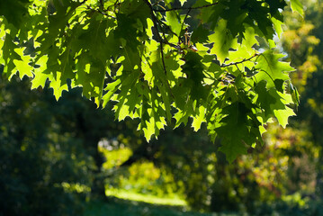 summer background, photo of tree branches with green leaves illuminated by the sun