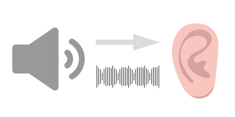 How we hear sounds Ear and noise