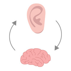 How we hear sounds Ear and brain Interaction
