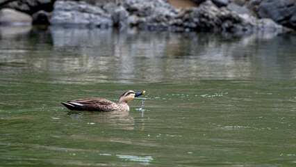 Ducks / mallards at Hozugawa river, Kyoto, Japan