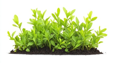 Obraz premium Bright green plants sprouting from dark, fertile soil, isolated on white, perfect for depicting growth, renewal, and the power of nature.