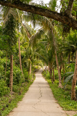 Fototapeta premium path in the jungle