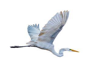 Great Egret (Ardea alba) Photo, in Flight in the Amazon Rain Forest, on a Transparent Isolated PNG Background