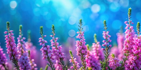 Naklejka premium A vibrant display of delicate pink flowers blooming against a backdrop of soft blue bokeh, capturing the essence of springtime nature.