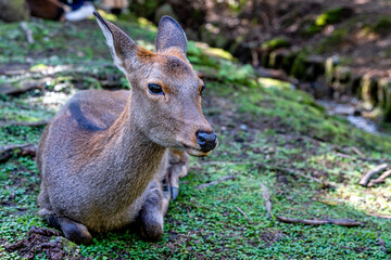 A close portrait of a young deer at Nara deer park, Japan