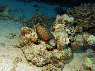  A Rockmover wrasse Novaculichthys taeniourus