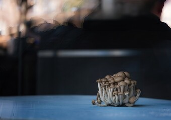 A cluster of mushrooms displayed on a blue surface with a blurred reflection in the background