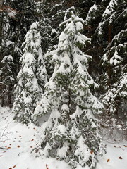 Two little Christmas trees covered in snow