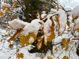 Closeup of yellow leaves covered with well defined snow crystals
