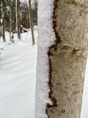 Closeup of tree stem with well defined snow crystals