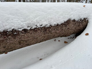 Large tree blocking the way, snow on top