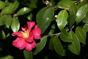 冬の寒空に咲く