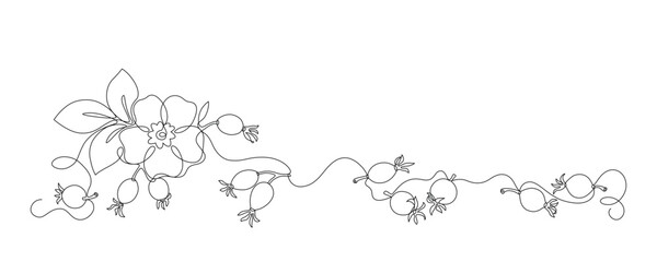 Obraz premium Rose hips flower, leaves, berries drawn in continuous line in minimalist style, dog rose, briar, rosa canina, wild rose, editable vector contour.