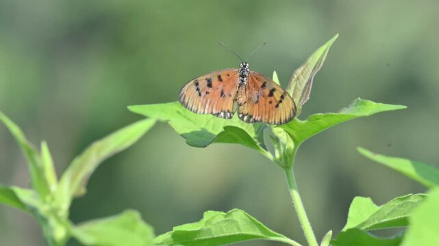 Acraea terpsicore or&nbsp;tawny coster butterfly. lt is a small leathery-winged&nbsp;butterfly. Butterfly sitting on the green plants.  It belongs to the&nbsp;Nymphalidae&nbsp;or brush-footed butterfly family.