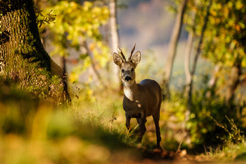 Male roe deer (Capreolus capreolus) on a forest with autumnal colors. Dolegna del Collio, Gorizia province, Friuli Venezia Giulia, Italy.