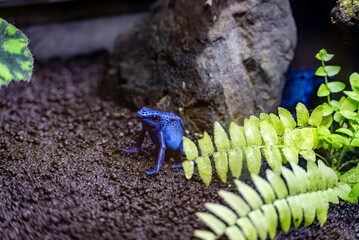 青色のアイゾメヤドクガエル