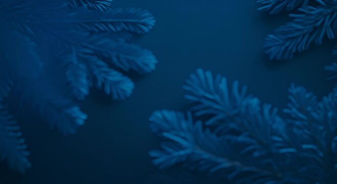 Creative minimalistic dark blue spruce on a dark background 4K