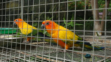 A colorful lovebird inside its cage