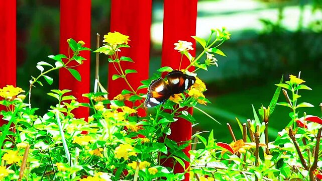 The Lace Butterfly (Hypolimnas bolina) or Great Egg-fly has many types of color variations (polymorphism), especially in females. It is one of the most varied types