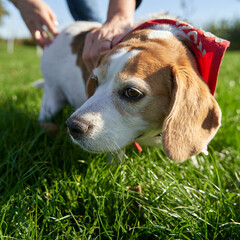 A 10-Year-Old Beagle Joyfully Receiving Pets and Cuddles from Her Owner During a Walk in the Park