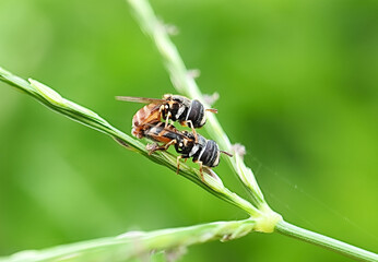 close up photo of a paragus tibialis mating animal