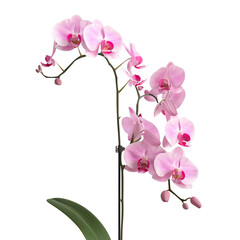 Fototapeta premium Pink Orchid Flower