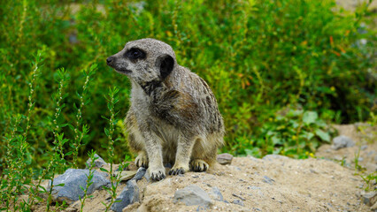 A single meerkat sitting in the sand its enclosure at Folly Farm Zoo Wales.  Fully released for creative and commercial use. Copy space available within the frame. One of a full series of animals. 