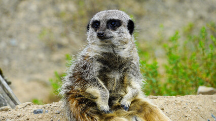 A single meerkat sitting in the sand its enclosure at Folly Farm Zoo Wales.  Fully released for creative and commercial use. Copy space available within the frame. One of a full series of animals. 
