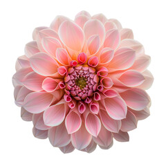Pink Dahlia Flower