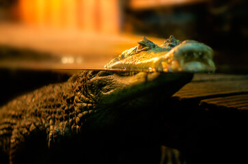 Crocodile floating on the water surface