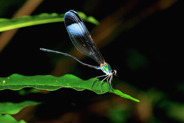 Close-up of an iridescent damselfly perched on a green leaf. The damselfly's wings display a range of colors, creating a striking visual contrast against the dark background. New Taipei City, Taiwan.