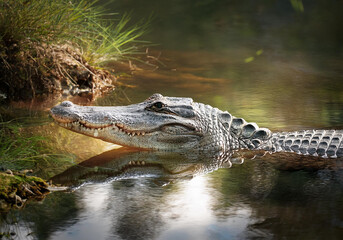 Fototapeta premium Close up of an alligator in water
