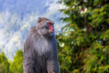 A close-up of a Formosan Rock Monkey with distinctive red face and grey fur. Set against a blurred forest backdrop, New Taipei City, Taiwan.