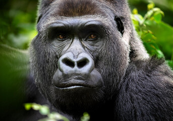 Obraz premium Close up of a adult Gorilla in jungle