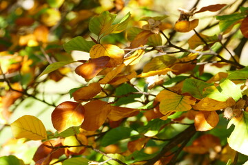 Jesienne liście © Jacek