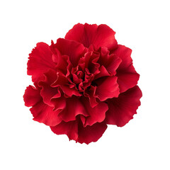 Red Carnation Flower Isolated on White and Transparent Background