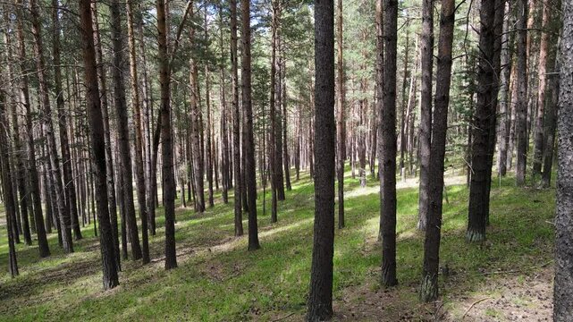 Scotch pine forests are one of the most common trees in the world. It lives in a wide area, from the northern regions of Russia to a significant part of Europe, in different climatic conditions.