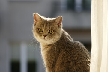 Kotek © Jacek