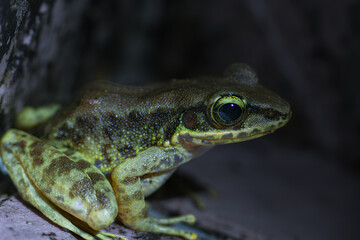 A close-up of a Swinhoe's Frog(Odorrana swinhoana)  with a green and brown spotted back on a rock. The frog's smooth skin has small warts and granules. New Taipei City, Taiwan.